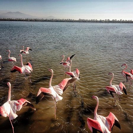 נאה פוטידאה Flamingo View Suites & Villas מראה חיצוני תמונה