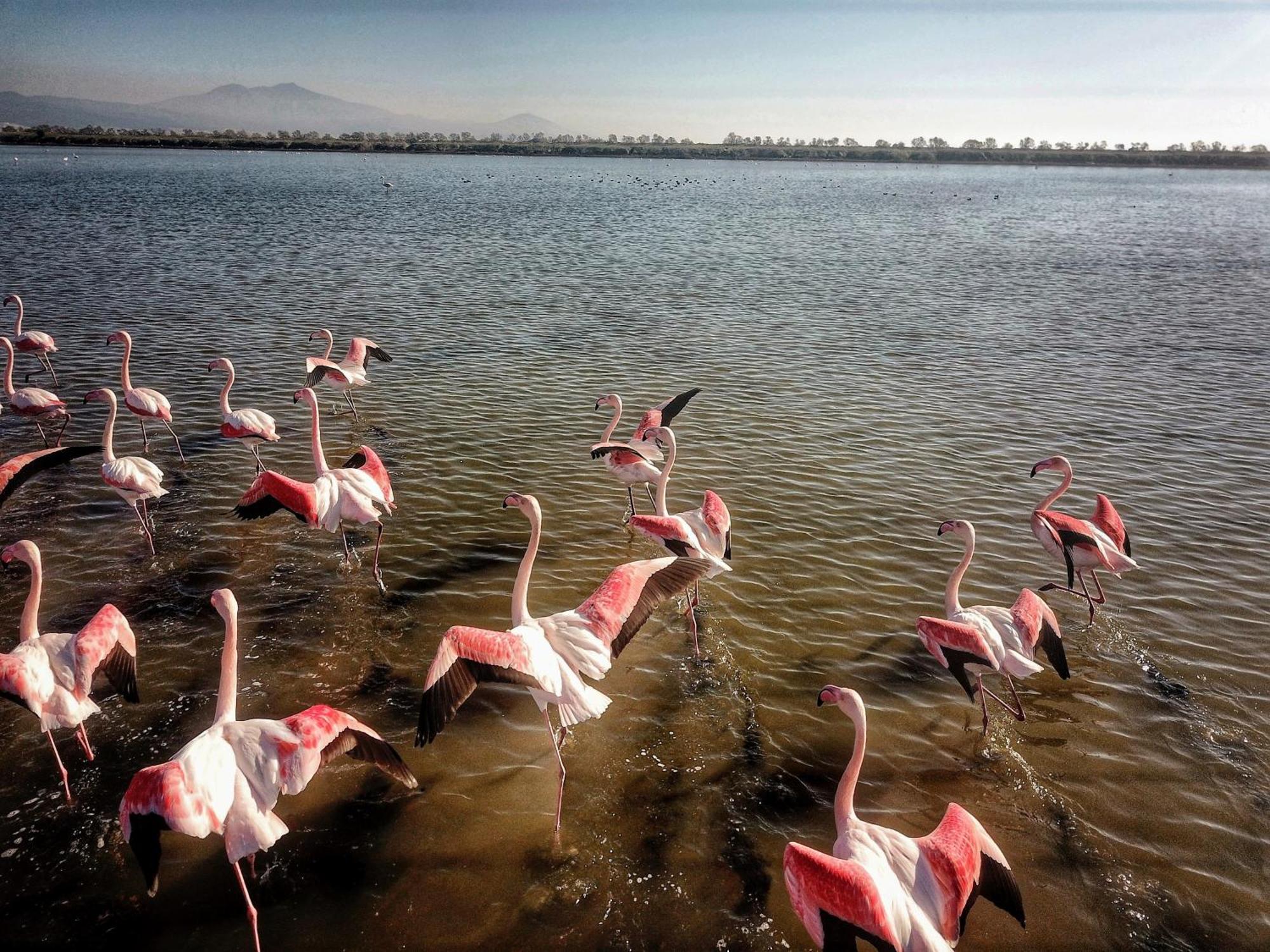 נאה פוטידאה Flamingo View Suites & Villas מראה חיצוני תמונה