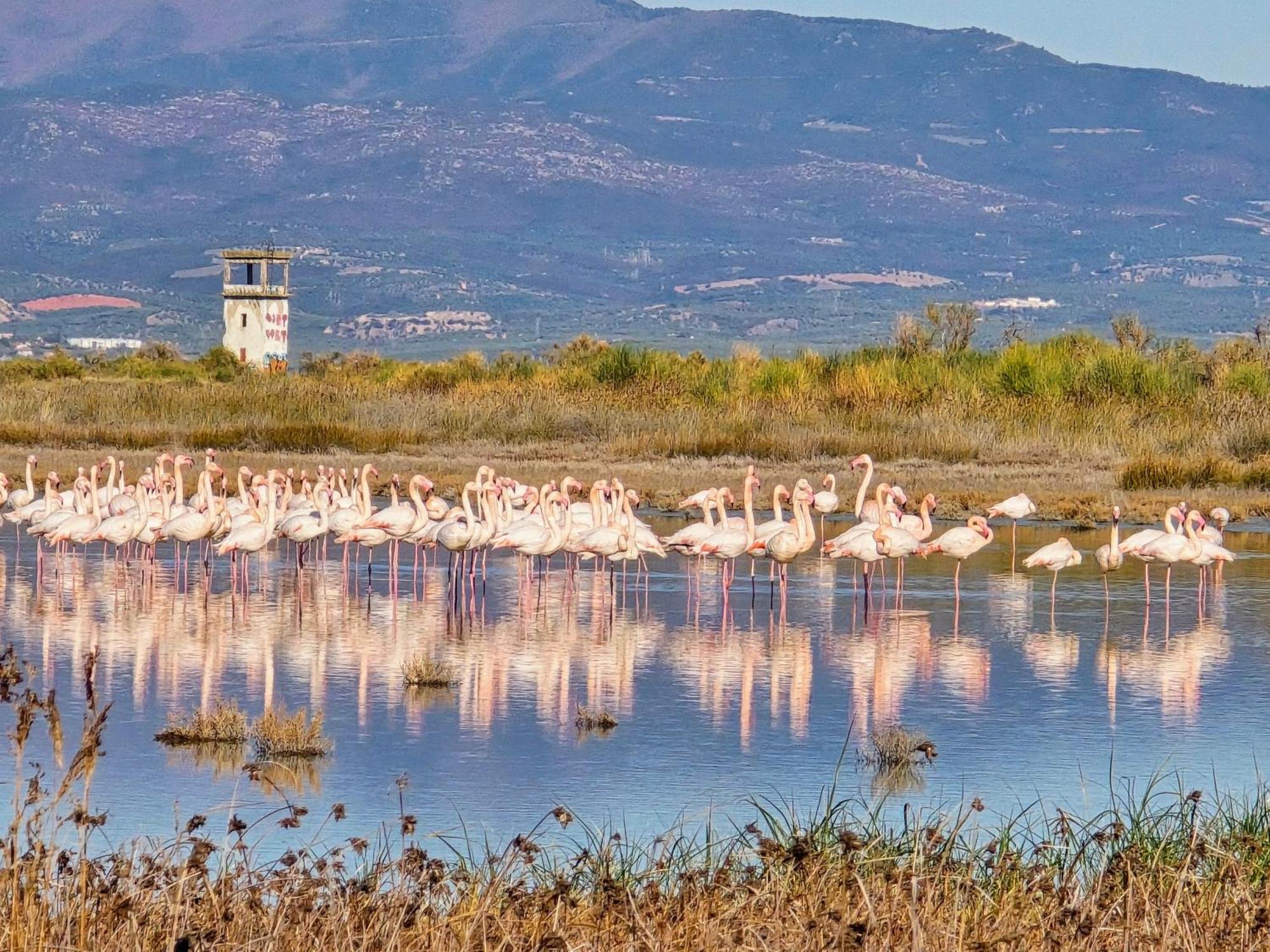 נאה פוטידאה Flamingo View Suites & Villas מראה חיצוני תמונה